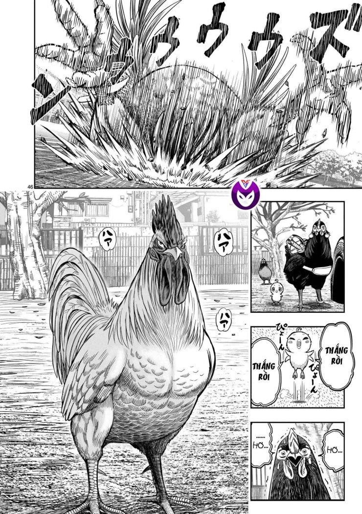 Chiến Binh Gà Trống - Page 47