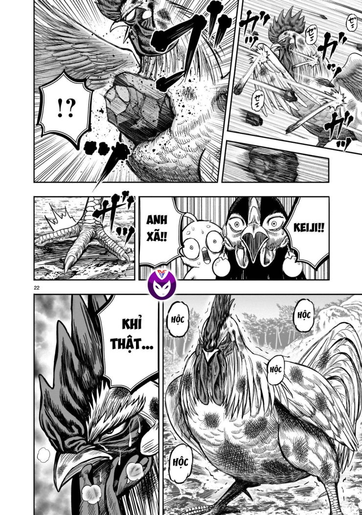 Chiến Binh Gà Trống - Page 22