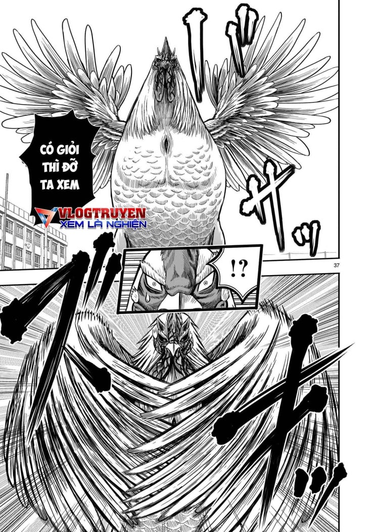 Chiến Binh Gà Trống - Page 39