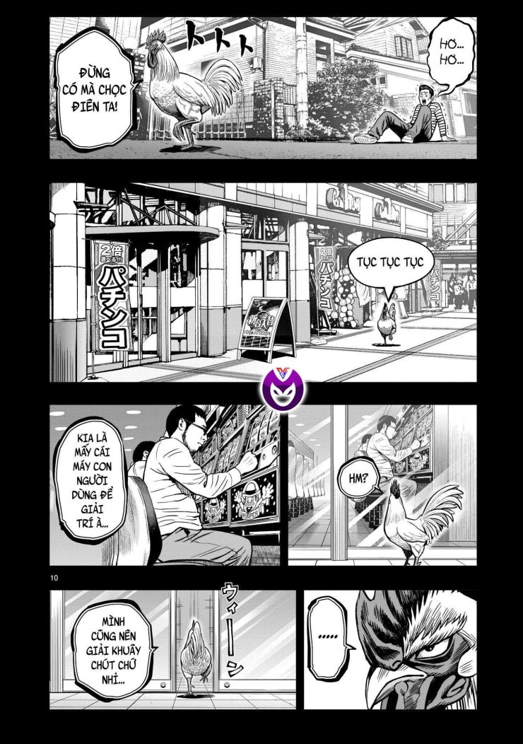 Chiến Binh Gà Trống - Page 11