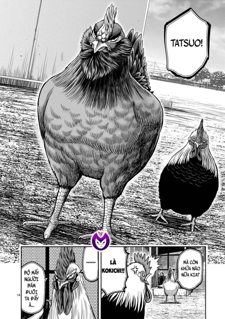 Chiến Binh Gà Trống - Page 16
