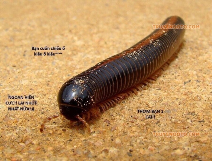 Hổ Đến Chơi Nhà - Page 109