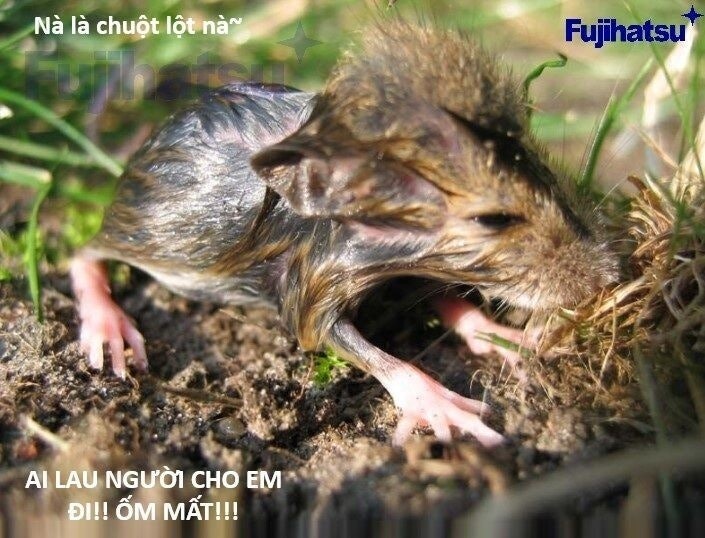 Hổ Đến Chơi Nhà - Page 98