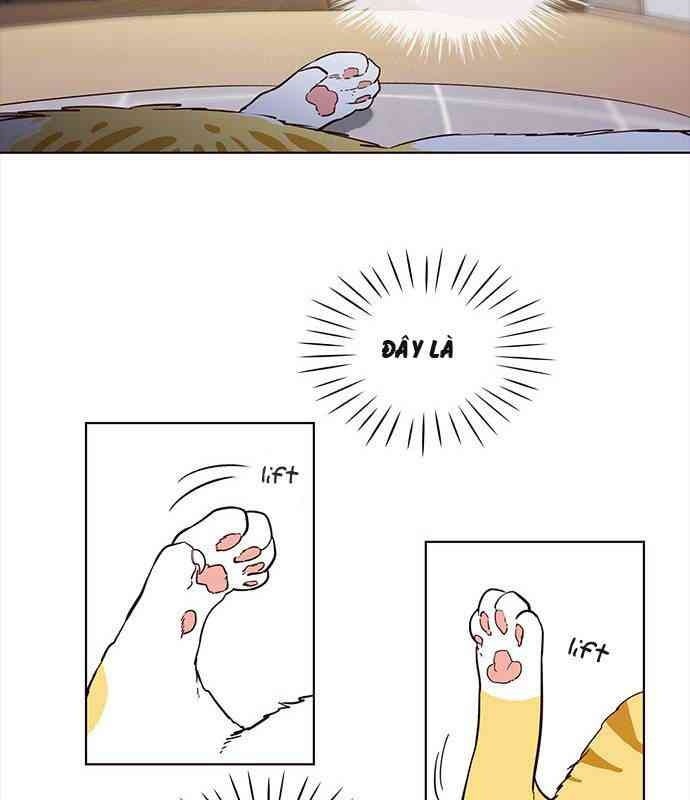 Mèo Mập Béo Bự - Page 50