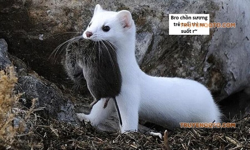 Hổ Đến Chơi Nhà - Page 112