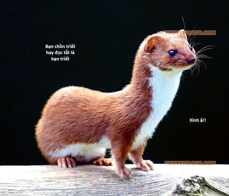 Hổ Đến Chơi Nhà - Page 111